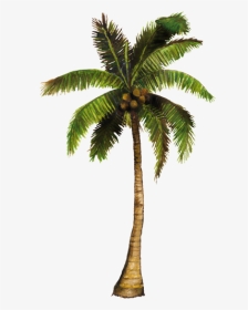 Coconut Tree With Coconut Png, Transparent Png, Transparent PNG