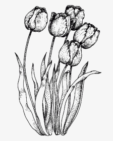 Pen Drawing Tulip - Realistic Tulip Coloring Pages, HD Png Download, Transparent PNG