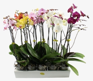 Phalaenopsis 3 Branch Mixed - Moth Orchids, HD Png Download, Transparent PNG