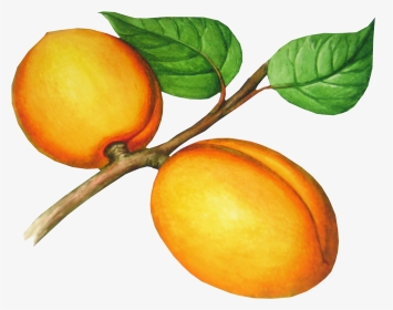 Peach Png Image - Абрикосы Рисунок, Transparent Png, Transparent PNG