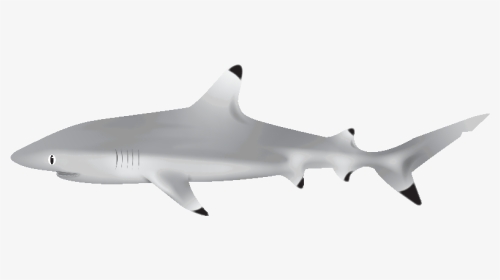 Shark Swimming Animated Gif Transparent, HD Png Download, Transparent PNG