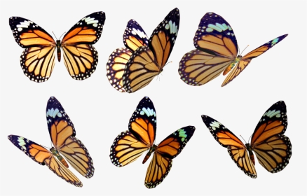 Transparent Butterfly Overlay - Free Transparent Butterfly Overlay, HD Png Download, Transparent PNG
