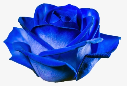 #rose #bluerose #blue #flower #blossom - Tinted Blue Rose, HD Png Download, Transparent PNG