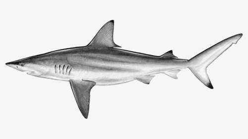 Drawn Tiger Shark Blank Background - Blacktip Shark, HD Png Download, Transparent PNG