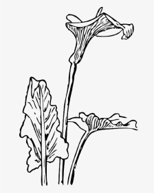 Outline, Drawing, Flower, Flowers, Plant, Lily, Calla - Floral Art Nouveau Png, Transparent Png, Transparent PNG