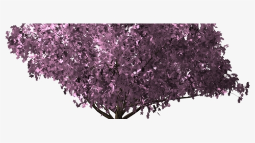 Cherryblossomtree - Cherry Blossom, HD Png Download, Transparent PNG