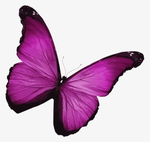 Bright Pink Butterfly Uk, HD Png Download, Transparent PNG
