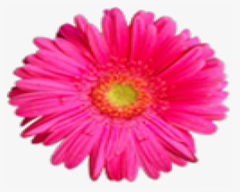 Pink Flower Png Hd, Transparent Png, Transparent PNG