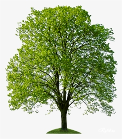 Дерево Png Клипарт - Trees For Photoshop Hd, Transparent Png, Transparent PNG