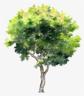 Architectural Rendering Watercolor Trees Png, Transparent Png