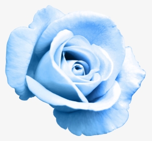 Rose Bleu Png, Transparent Png, Transparent PNG