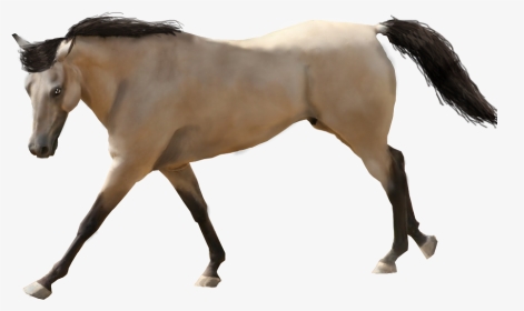 Horse Transparent Buckskin - Buckskin Horse With White Background, HD Png Download, Transparent PNG