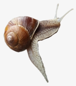 #snail - Lymnaeidae, HD Png Download, Transparent PNG