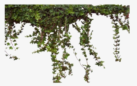 Ivy Vine Png Photos - Tree, Transparent Png, Transparent PNG