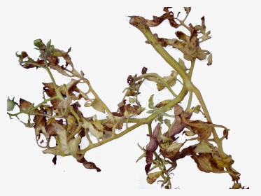 Ormosia, HD Png Download, Transparent PNG
