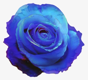 Portable Network Graphics Blue Rose Clip Art Blue Flower - Transparent Blue Rose Png, Png Download, Transparent PNG