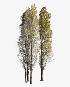 Black Poplar Tree Png, Transparent Png, Transparent PNG