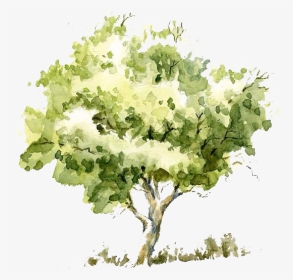 Watercolor Tree Png, Transparent Png, Transparent PNG