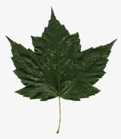 Highbush Cranberry Leaf, HD Png Download, Transparent PNG