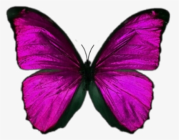 #butterfly #pink #lightning - Butterfly Backgrounds Aesthetic, HD Png Download, Transparent PNG