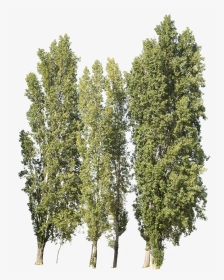 Poplar Tree Cut Out, HD Png Download, Transparent PNG