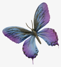 Lepidoptera, HD Png Download, Transparent PNG