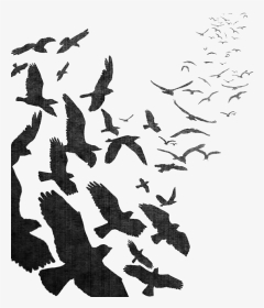 Bird Flight Bird Flight Common Raven Flock - Flock Of Crows Png, Transparent Png, Transparent PNG