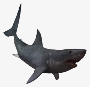 Drawing Shark Real Svg Library Download - Real Shark Transparent, HD Png Download, Transparent PNG