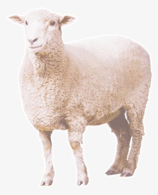 Curly Sheep Png Download - Sheep Png, Transparent Png, Transparent PNG