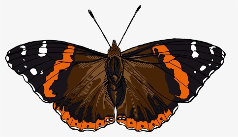 Red Admiral Butterfly Illustrated One Illustration - Red Admiral Butterfly Clipart, HD Png Download, Transparent PNG