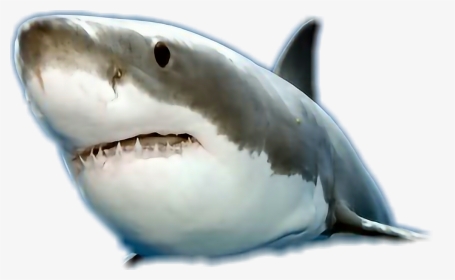 #@carlosmendoza36 - Great White Shark, HD Png Download, Transparent PNG