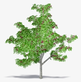 Black Cherry - American Larch, HD Png Download, Transparent PNG