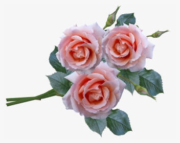 Roses Bunch Stem Free Photo - Flower Bunch Png Hd, Transparent Png, Transparent PNG