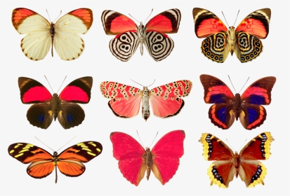 Facts About Butterflies For Kids, HD Png Download, Transparent PNG