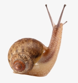Snail Free Png Image - 4 Pics 1 Word Shell, Transparent Png, Transparent PNG