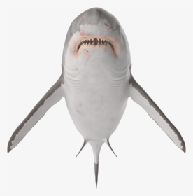 #ftestickers #tiburon #shark #stickers #freetoedit - Great White Shark, HD Png Download, Transparent PNG