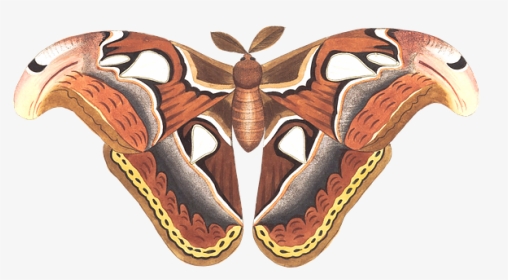 Atlas Moth Drawing, HD Png Download, Transparent PNG