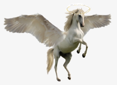 #hola#white Flying Horse - Unicorn Horse, HD Png Download, Transparent PNG