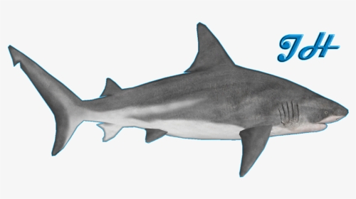 Thumb Image - Zoo Tycoon 2 Bull Shark, HD Png Download, Transparent PNG