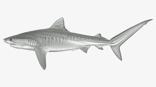 Tiger Shark Profile, HD Png Download, Transparent PNG