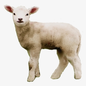 Portable Network Graphics Clip Art Sheep S Meat Image - Sheep Small Png, Transparent Png, Transparent PNG
