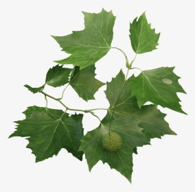 برگ چنار درخت چنار, HD Png Download, Transparent PNG