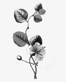 Botanical Flower Illustration Png, Transparent Png, Transparent PNG