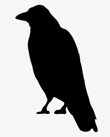 Crows Clip Art - Crow Clip Art, HD Png Download, Transparent PNG