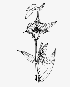 Orchids Png Black And White, Transparent Png, Transparent PNG