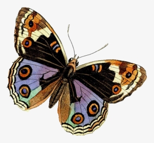 #butterfly #beauty #soft #png - Brush-footed Butterflies, Transparent Png, Transparent PNG