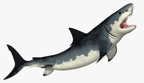 Megalodon Transparent Png - Shark Png, Png Download, Transparent PNG