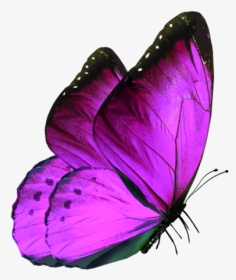 #purple #butterfly #summer - Butterfly Png Images Download, Transparent Png, Transparent PNG