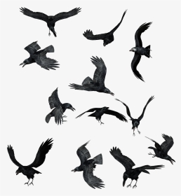 Flock Of Ravens Png, Transparent Png, Transparent PNG