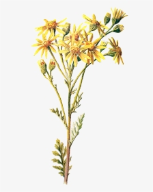 Goldenrod Flower Clipart Graphic Free Library Antique - Wild Flowers Png, Transparent Png, Transparent PNG